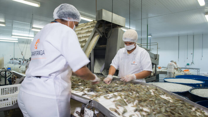 Exportação de camarão após 15 anos revigora nossa Economia