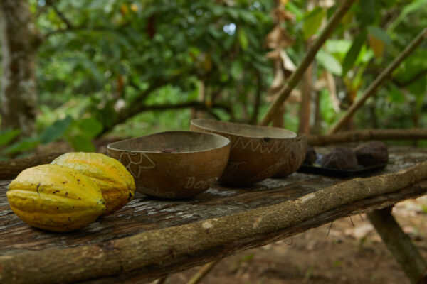 La Coralina Island House realiza o Wild Cacao Retreat