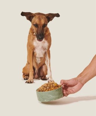 Alimentos naturais para pets