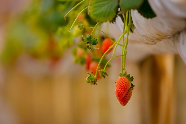 Turismo rural: experiências de colheita de frutas 