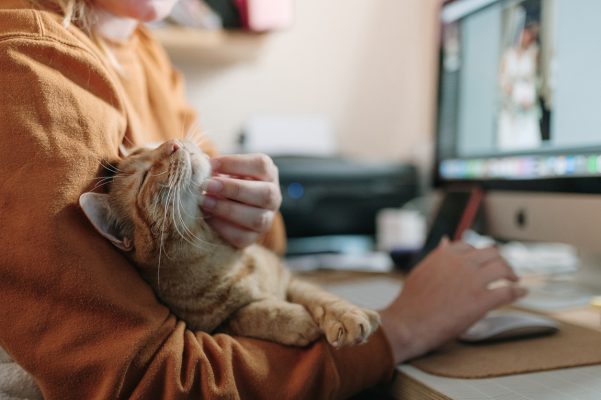 Entenda como os jovens estão redefinindo o cuidado com pets