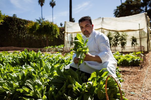 La Mamounia é sinônimo de requinte em Marrakech. La Mamounia é sinônimo de requinte em Marrakech.
