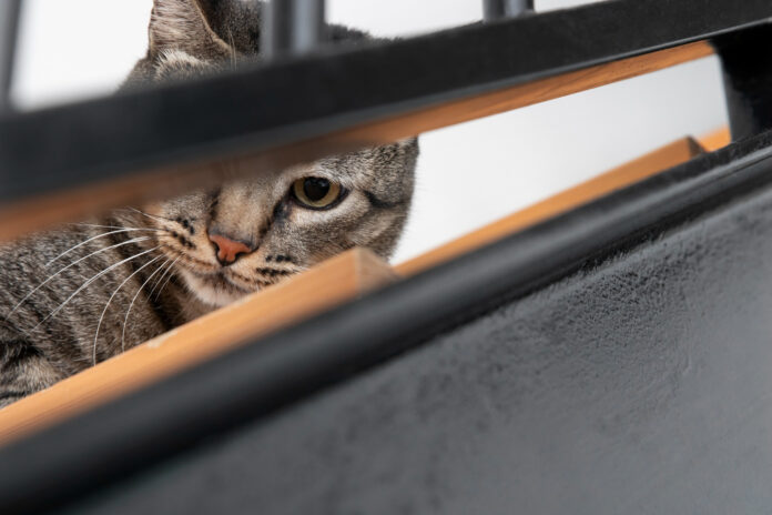 Como Aumentar a Proteção em Ambientes com Crianças ou Pets