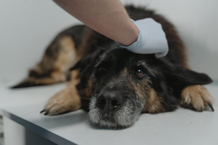 Exames de Rotina Pet: Tipos de Sangue e Urina Indispensáveis Exames de Rotina Pet: Tipos de Sangue e Urina Indispensáveis