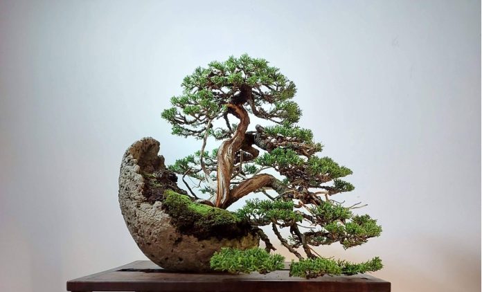 Bonsai Nakanishi: Junípero itoygawa em vaso Kurama. Foto: Humberto Nakanishi.